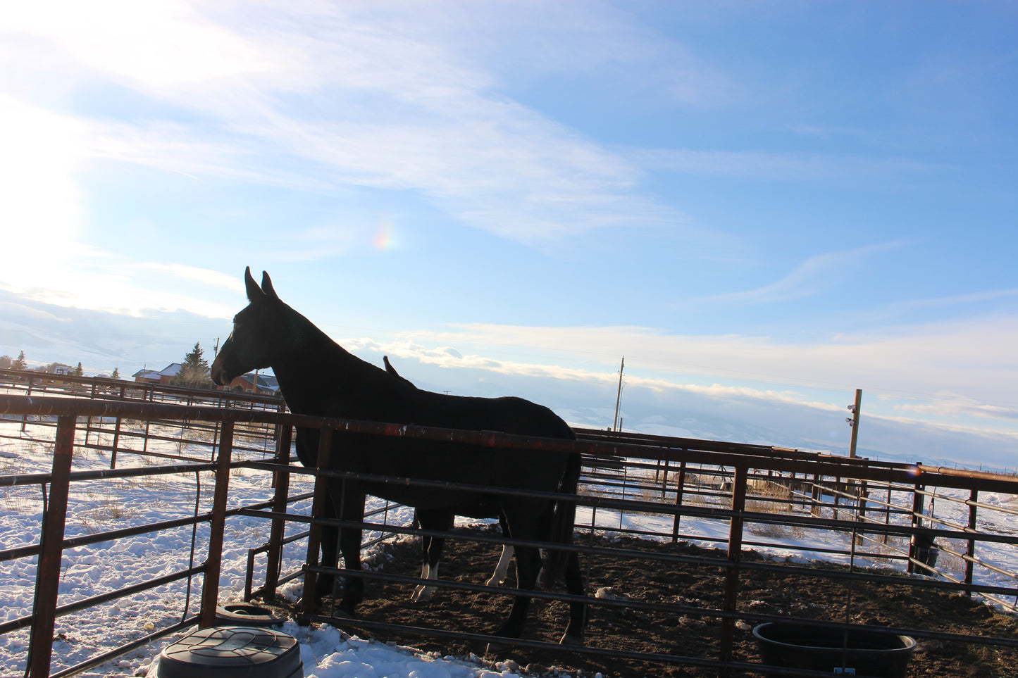 Horse Motel Corral #5 60 x 40