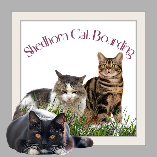 Pet Boarding - Cats