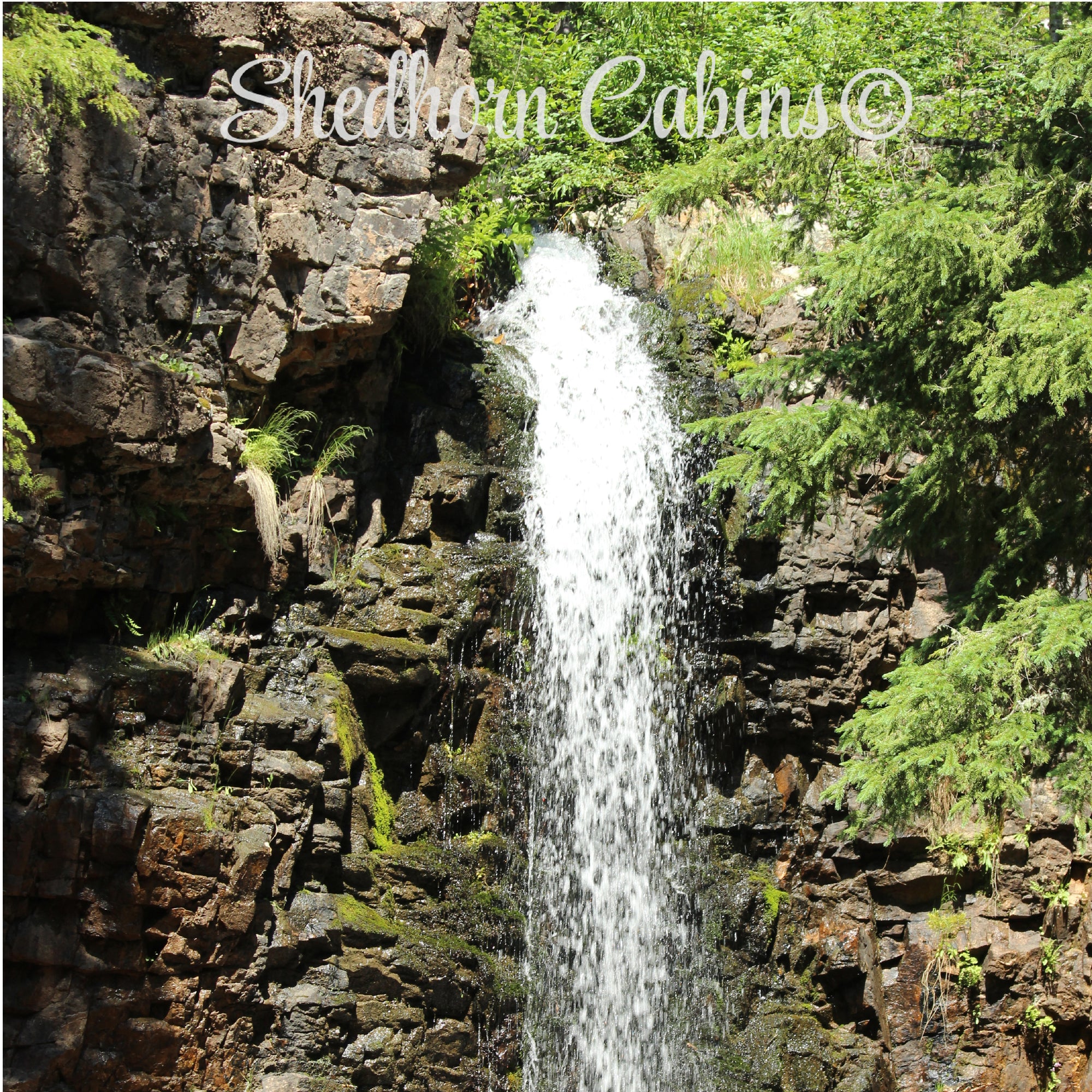 Shedhorn Cabins Horse Motel and Pet Boarding