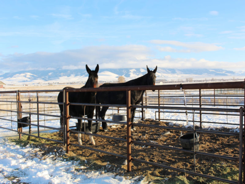 Horse Motel Corral #5 60 x 40