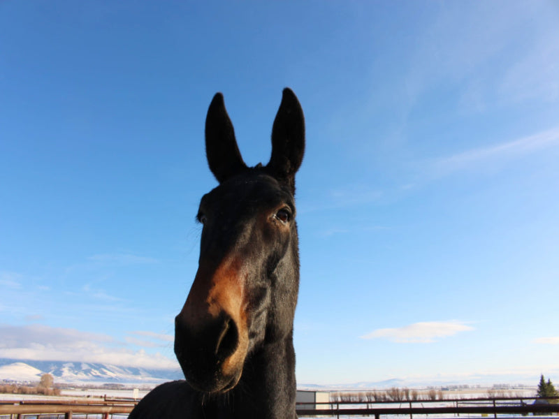 Horse Motel Corral #5 60 x 40